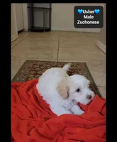Usher*800 take home, a male Havanese and Shichon for sale in Tucson, AZ – 3 of 3