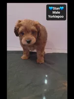 Stan, a male Yorkshire Terrier and Poodle - Toy  for sale in Tucson, AZ – 2 of 3