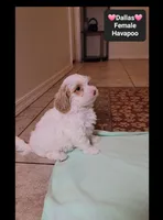 Dallas*1000 take home, a female Havanese and Poodle - Toy  for sale in Tucson, AZ – 3 of 3