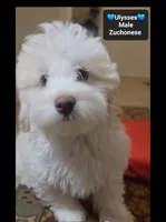 Ulysses*800 take home, a male Havanese and Shichon for sale in Tucson, AZ – 2 of 3