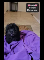 Stella*900 take home, a female Poodle - Toy  and Morkie for sale in Tucson, AZ – 3 of 3