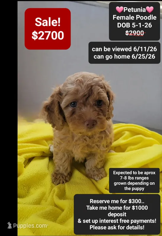 Petunia – Poodle - Toy  puppy for sale in Tucson, AZ