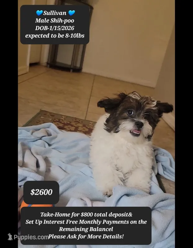 Sullivan – Shih Tzu, Poodle - Toy  puppy for sale in Tucson, AZ