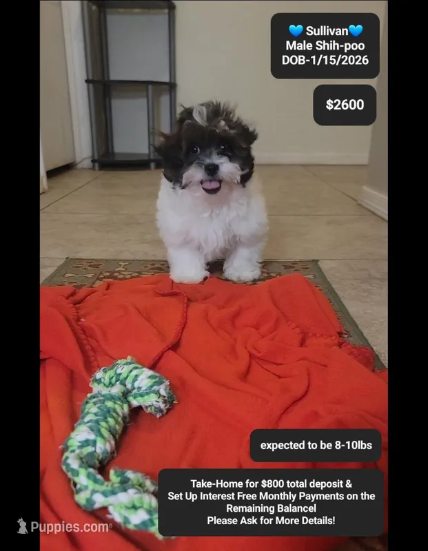 Sullivan – Shih Tzu, Poodle - Toy  puppy for sale in Tucson, AZ