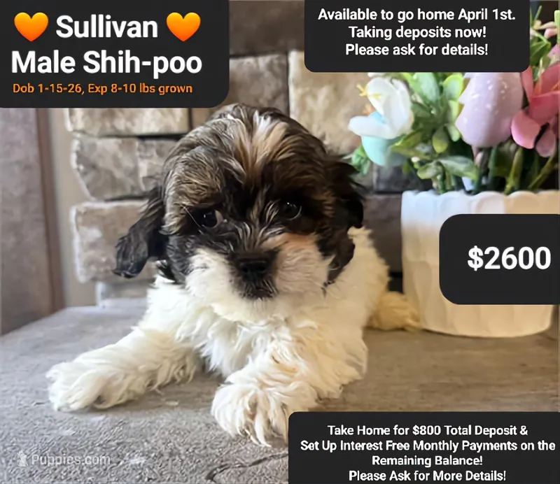 Sullivan – Shih Tzu, Poodle - Toy  puppy for sale in Tucson, AZ