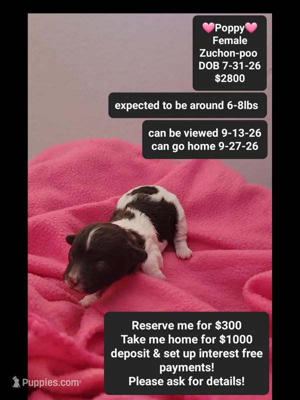 Poppy – Poodle - Toy , Shichon puppy for sale in Tucson, AZ