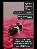 Poppy, a female Poodle - Toy  and Shichon for sale in Tucson, AZ – 1 of 3