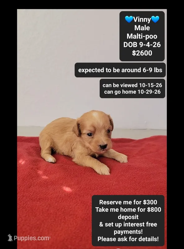 Vinny – Maltipoo puppy for sale in Tucson, AZ