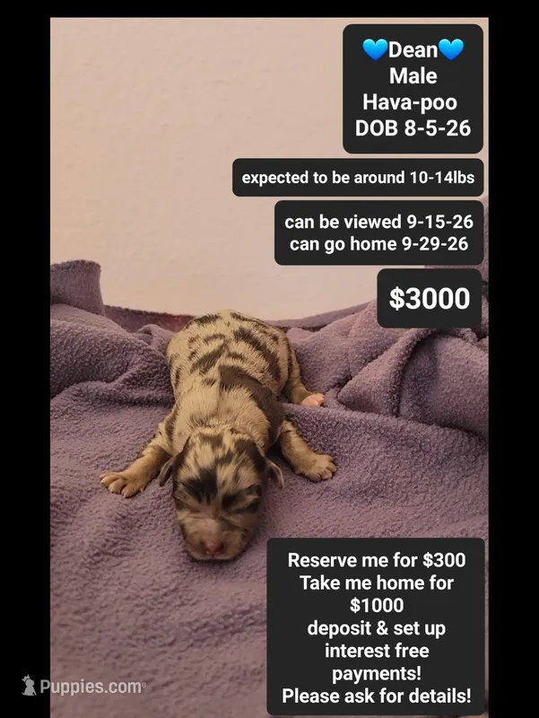 Dean – Havanese, Poodle - Toy  puppy for sale in Tucson, AZ