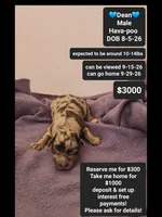 Dean, a male Havanese and Poodle - Toy  for sale in Tucson, AZ – 1 of 3