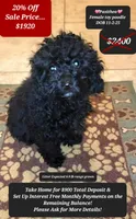 Pasithea, a female Poodle - Toy  for sale in Tucson, AZ – Photo 1 of 3