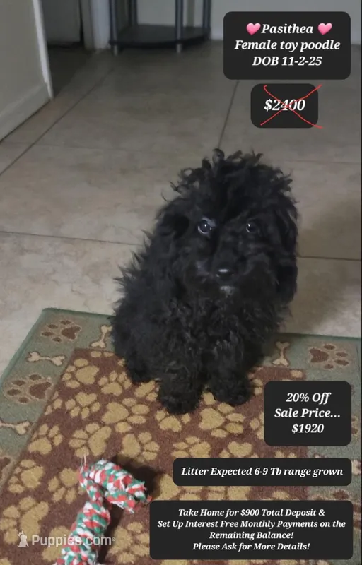 Pasithea – Poodle - Toy  puppy for sale in Tucson, AZ