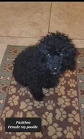 Pasithea, a female Poodle - Toy  for sale in Tucson, AZ – Photo 2 of 3