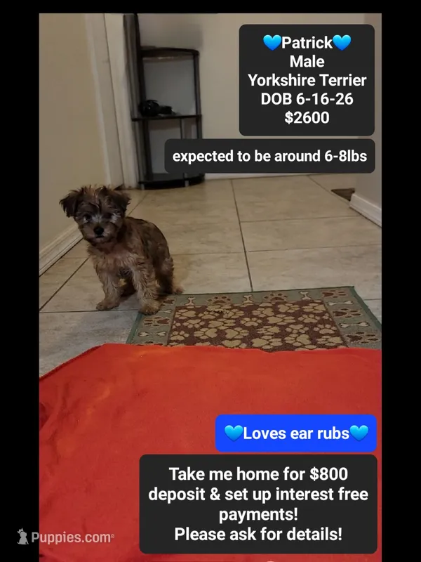 patrick*$800 take home – Yorkshire Terrier puppy for sale in Tucson, AZ