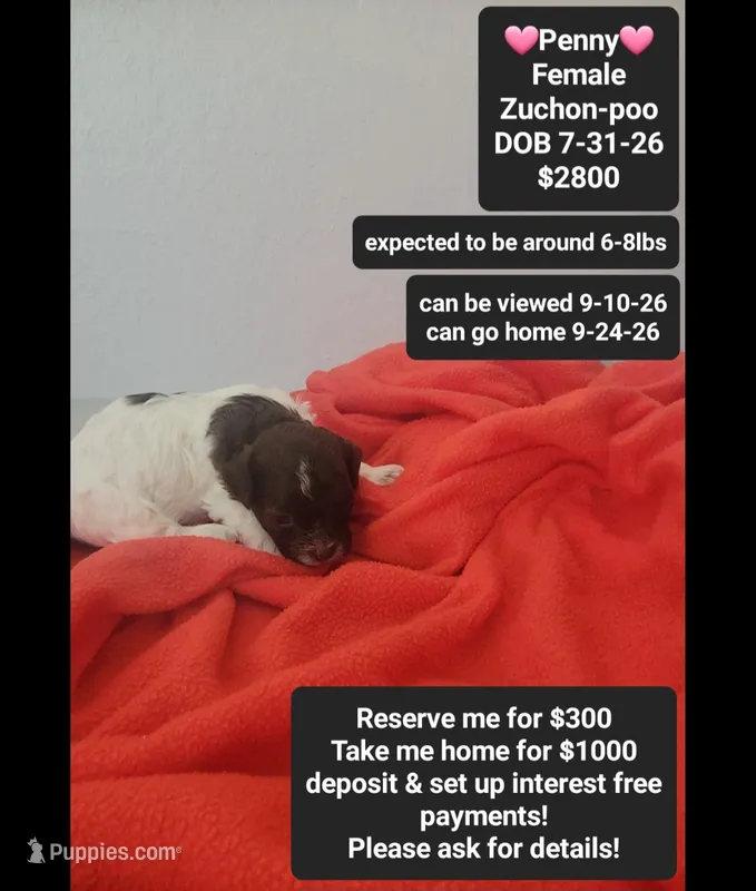 Penny – Poodle - Toy , Shichon puppy for sale in Tucson, AZ