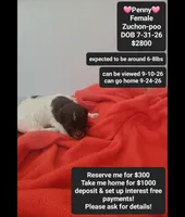 Penny*1000 take home, a female Poodle - Toy  and Shichon for sale in Tucson, AZ – 1 of 3