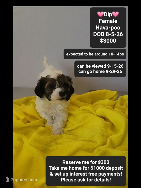 Dip*1000 take home – Havanese, Poodle - Toy  puppy for sale in Tucson, AZ