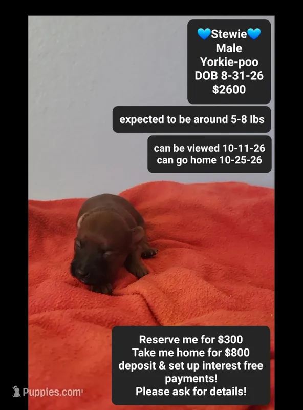 Stewie*800 take home – Yorkshire Terrier, Poodle - Toy  puppy for sale in Tucson, AZ