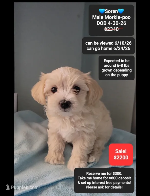 Soren – Poodle - Toy , Morkie puppy for sale in Tucson, AZ
