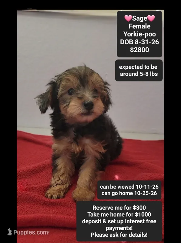 Sage – Yorkshire Terrier, Poodle - Toy  puppy for sale in Tucson, AZ