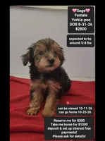 Sage, a female Yorkshire Terrier and Poodle - Toy  for sale in Tucson, AZ – 1 of 3