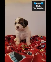 Enzo*800 take home, a male Poodle - Toy  for sale in Tucson, AZ – 3 of 3