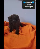 Pheonix*800 take home, a male Poodle - Toy  and Shichon for sale in Tucson, AZ – 2 of 3