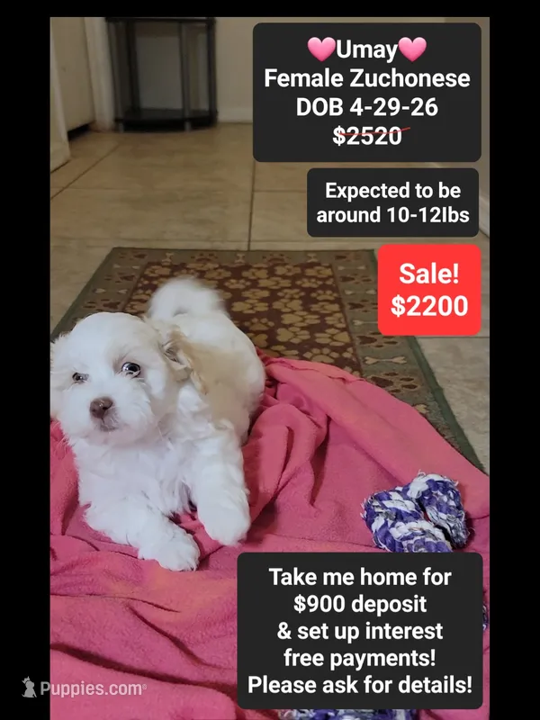 Umay*900 take home – Havanese, Shichon puppy for sale in Tucson, AZ