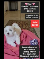 Umay*900 take home, a female Havanese and Shichon for sale in Tucson, AZ – 1 of 3