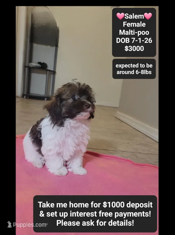 Salem*1000 take home – Maltipoo puppy for sale in Tucson, AZ