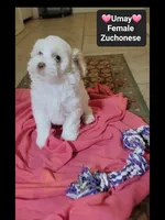Umay*900 take home, a female Havanese and Shichon for sale in Tucson, AZ – 2 of 3