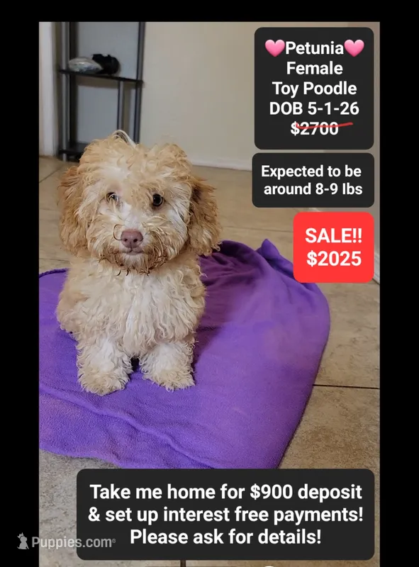 Petunia*900 take home – Poodle - Toy  puppy for sale in Tucson, AZ