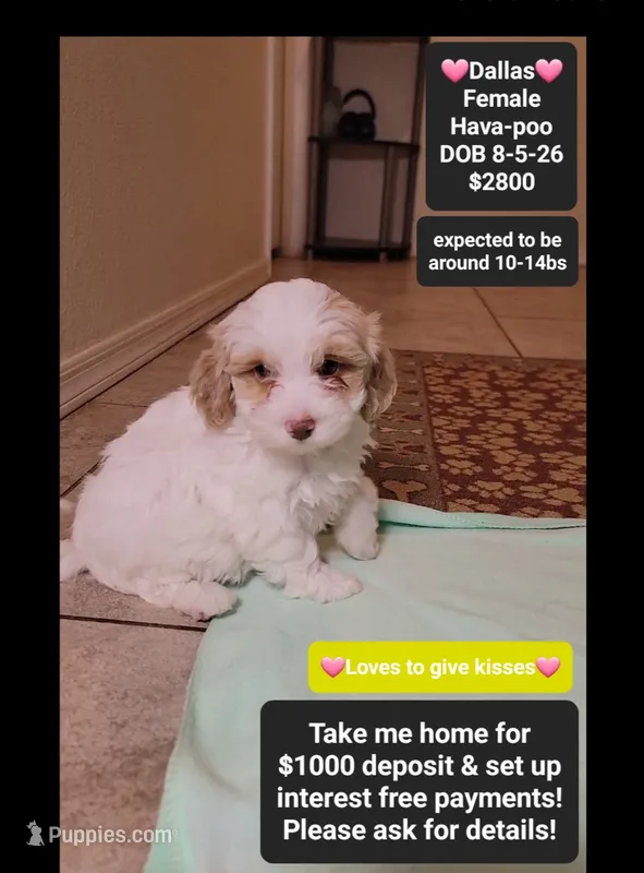 Dallas*1000 take home – Havanese, Poodle - Toy  puppy for sale in Tucson, AZ