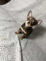 Milo, a male Chihuahua for sale in Fayetteville, NC – 2 of 4