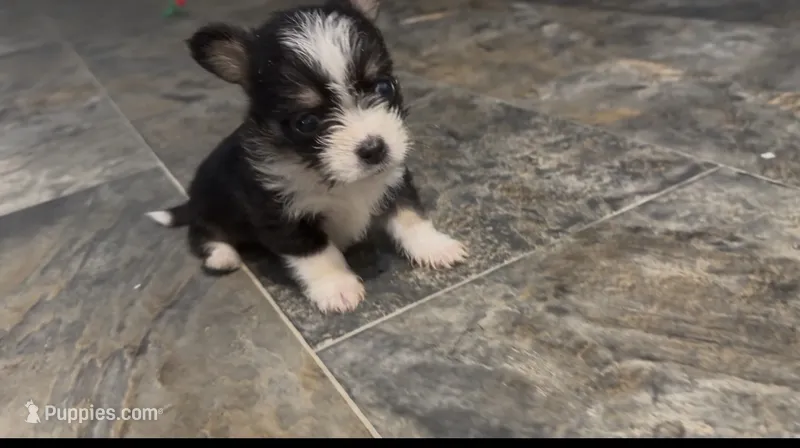 Milo – Chihuahua puppy for sale in Charlotte, NC