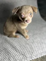 Miles, a male Chihuahua for sale in Fayetteville, NC – 2 of 3