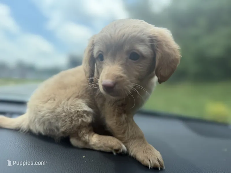 Molly – Dachshund puppy for sale in Charlotte, NC