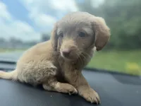 Molly, a female Dachshund for sale in Charlotte, NC – 1 of 2
