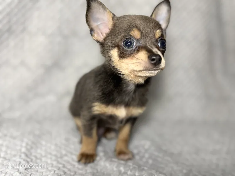 Milo – Chihuahua puppy for sale in Fayetteville, NC