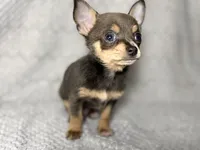 Milo, a male Chihuahua for sale in Fayetteville, NC – 1 of 4