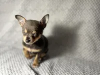 Milo, a male Chihuahua for sale in Fayetteville, NC – 4 of 4