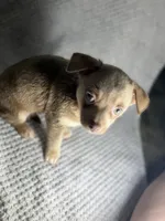 Miles, a male Chihuahua for sale in Fayetteville, NC – 3 of 3