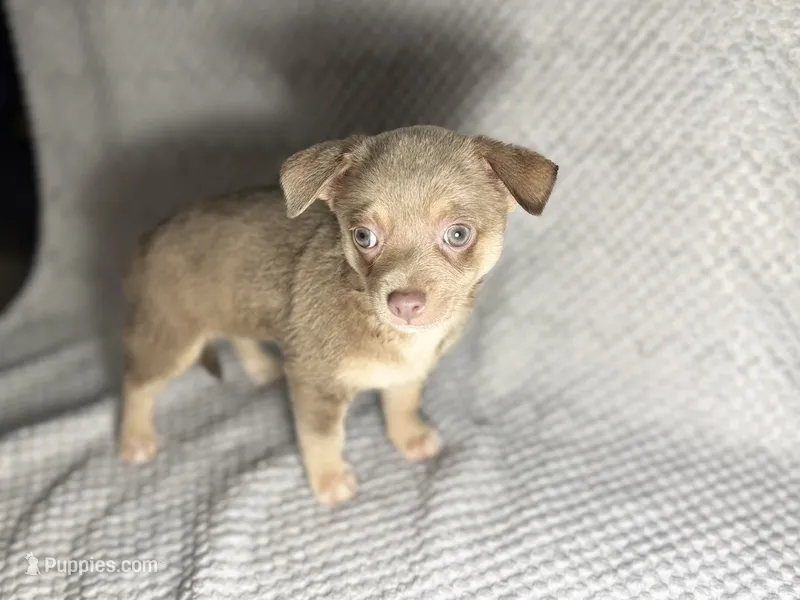 Miles – Chihuahua puppy for sale in Fayetteville, NC