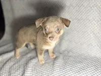 Miles, a male Chihuahua for sale in Fayetteville, NC – 1 of 3