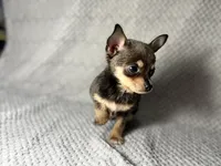 Milo, a male Chihuahua for sale in Fayetteville, NC – 3 of 4
