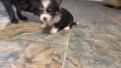 Milo, a male Chihuahua for sale in Charlotte, NC – 2 of 2