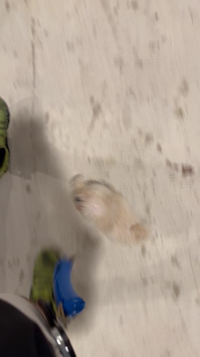 Mellow, a male Poodle - Toy  for sale in Garland, TX – 5 of 6