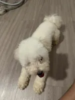 Mellow, a male Poodle - Toy  for sale in Garland, TX – 2 of 6