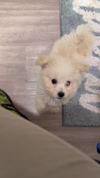Mellow, a male Poodle - Toy  for sale in Garland, TX – 6 of 6