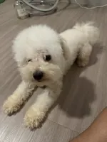 Mellow, a male Poodle - Toy  for sale in Garland, TX – 4 of 6